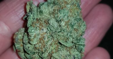 smoothie by cream of the crop gardens strain review by ninthtimelucky
