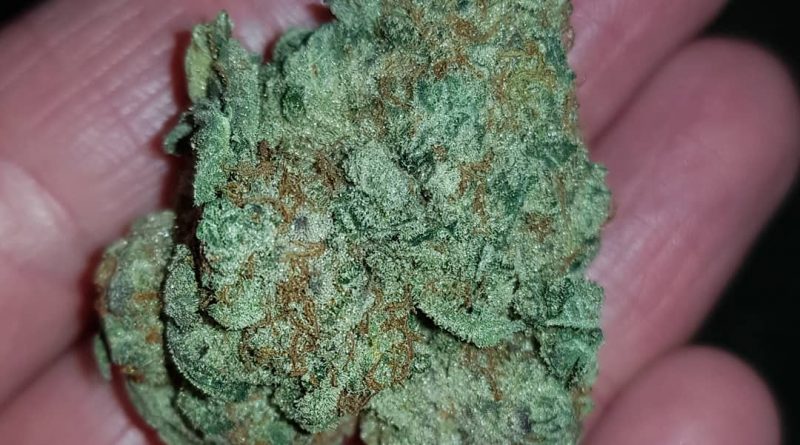 smoothie by cream of the crop gardens strain review by ninthtimelucky