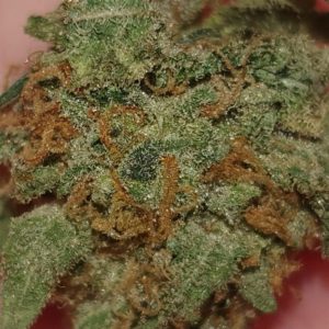 smoothie trichomes by cream of the crop gardens strain review by ninthtimelucky