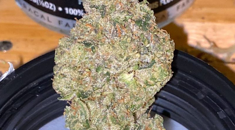 sonoma cake by floracal farms strain review by trunorcal420