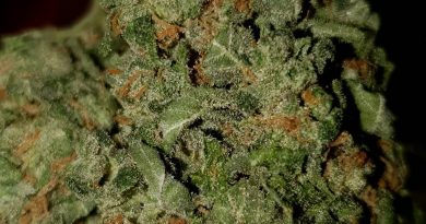 sour pink grapefruit by hortilab strain review by ninthtimelucky