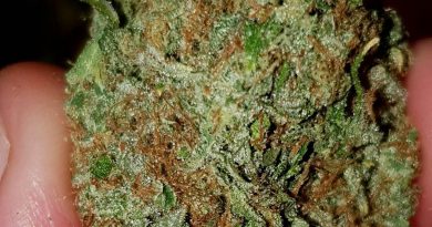 strawberry stardawg by holy smoke seeds strain review by ninthtimelucky