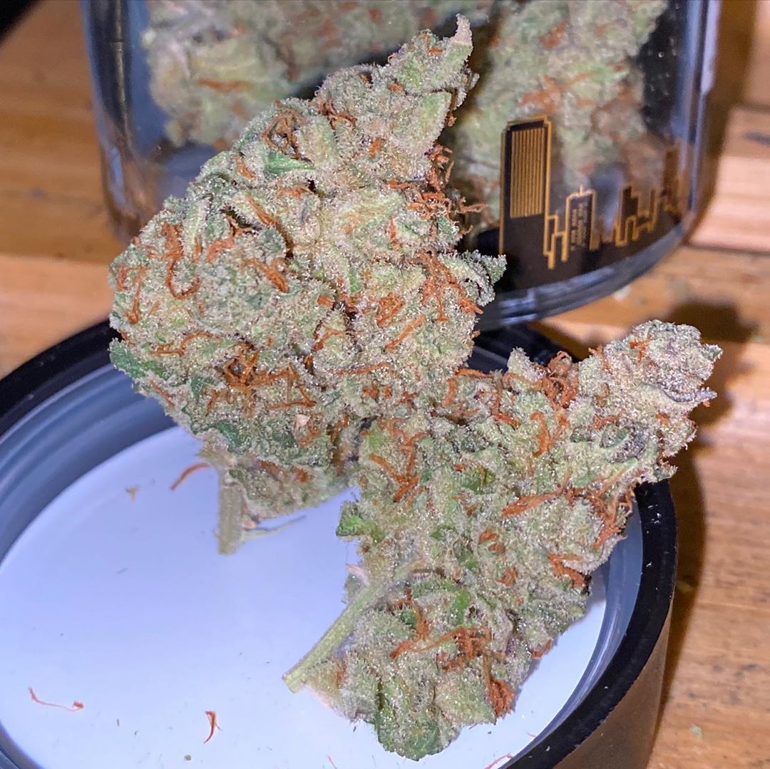 thc bomb by grizzly peak strain review by trunorcal420