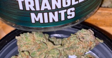 triangle mints by lost coast exotics strain review by trunorcal420