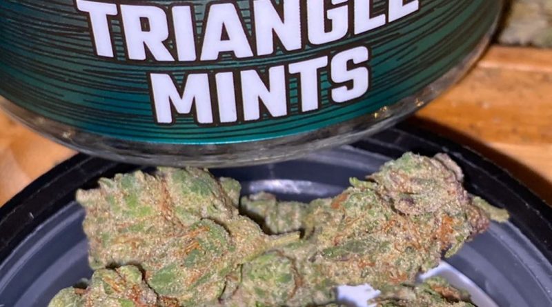 triangle mints by lost coast exotics strain review by trunorcal420