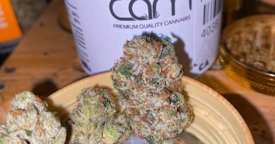 true og by cam strain review by trunorcal420