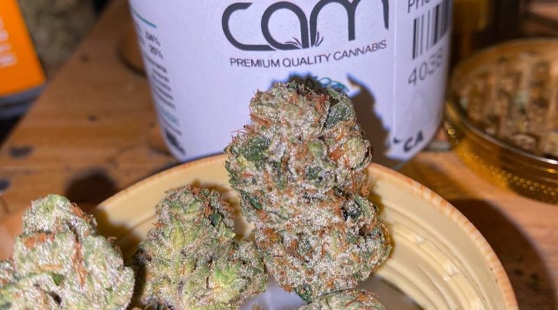 true og by cam strain review by trunorcal420