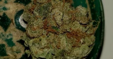 white rhino by greenhouse seed co. strain review by ninthtimelucky