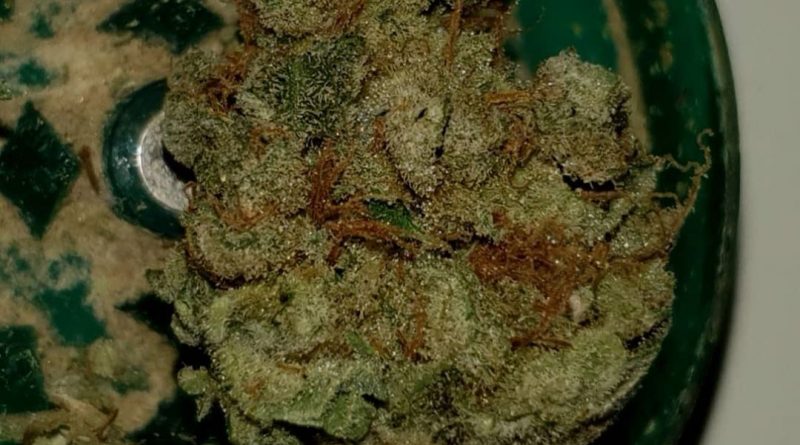 white rhino by greenhouse seed co. strain review by ninthtimelucky