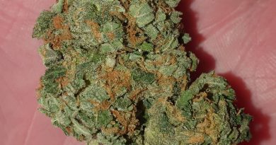 zkittlez glue by flavour chasers strain review by ninthtimelucky