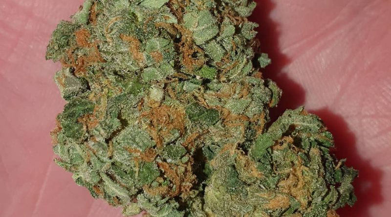zkittlez glue by flavour chasers strain review by ninthtimelucky