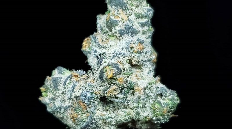 apple fritter from los angeles farmers strain review by thefirescale