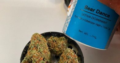 bear dance by revolution cannabis strain review by upinsmokesession