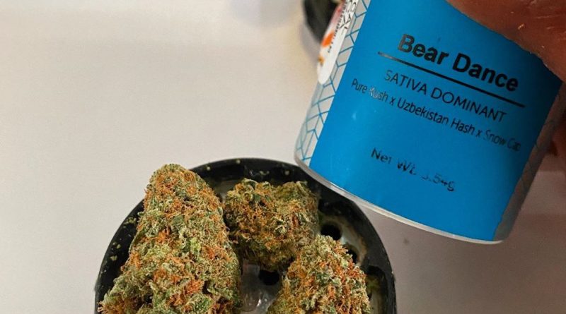 bear dance by revolution cannabis strain review by upinsmokesession