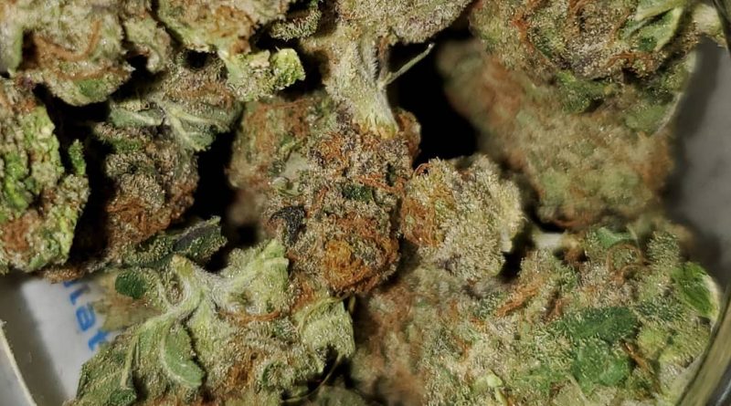 caribbean breeze by one plant strain review by strain_games
