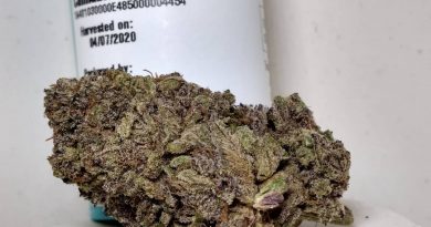 cherry cream pie by virgin cannabis strain review by pdxstoneman