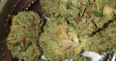 cookie toast by vidacann strain review by strain_games