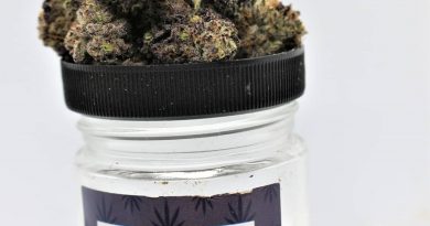 cryo cured la wedding pop by excelsior extracts strain review by cannasaurus_rex_reviews