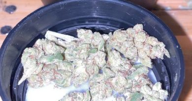 fatso by elyon cannabis strain review by trunorcal420