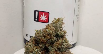 fatso by focus north gardens strain review by pdxstoneman