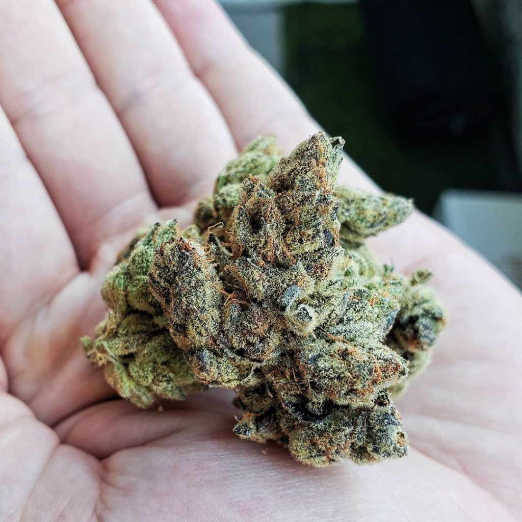 Strain Review: Fig Face by Fig Farms - The Highest Critic