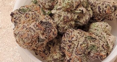 gingerbread man by harvest house of cannabis strain review by strain_games 2
