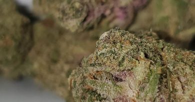 guru from muv florida strain review by strain_games