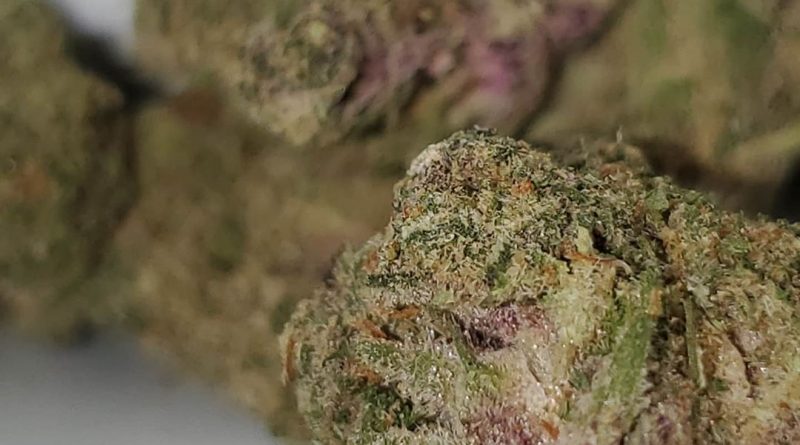 guru from muv florida strain review by strain_games