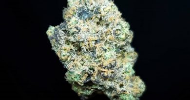 honey flower by a golden state strain review by thefirescale 2