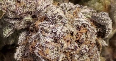 ice cream cake by soflo gro strain review by strain_games 2