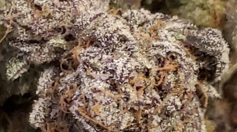 ice cream cake by soflo gro strain review by strain_games 2