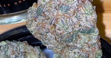 iceman by sf cultivators strain review by trunorcal420