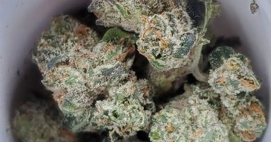 jilly bean from growhealthy strain review by strain_games 2