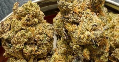 jungle cake by jbeezy strain review by jean_roulin_420 2