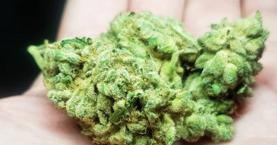 jungle cake by jungle boys strain review by thefirescale