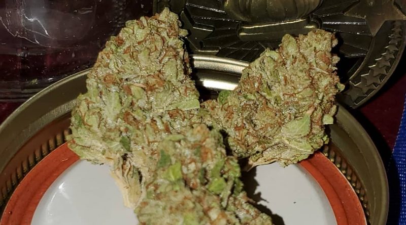 king dosi by vidacann strain review by strain_games