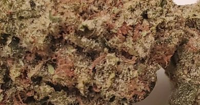 lazy lightning from rise cannabis strain review by strain_games
