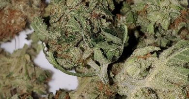 lilac diesel by curaleaf strain review by thefirescale 2