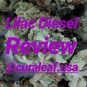 lilac diesel by curaleaf strain review by thefirescale