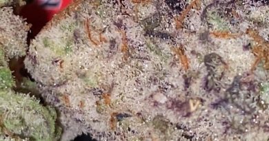 mac 1 by sweetwater pharms strain review by trunorcal420 3