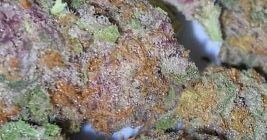 midnight snack by maven genetics strain review by trunorcal420