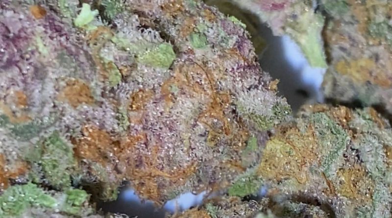 midnight snack by maven genetics strain review by trunorcal420