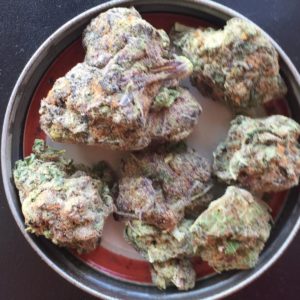 mimosa by symbiotic genetics strain review by jean_roulin_420 2