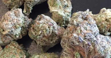 mimosa by symbiotic genetics strain review by jean_roulin_420