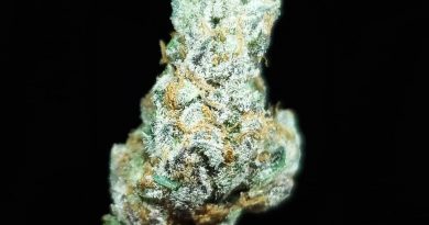 sour apple killer by jungle boys strain review by thefirescale 2