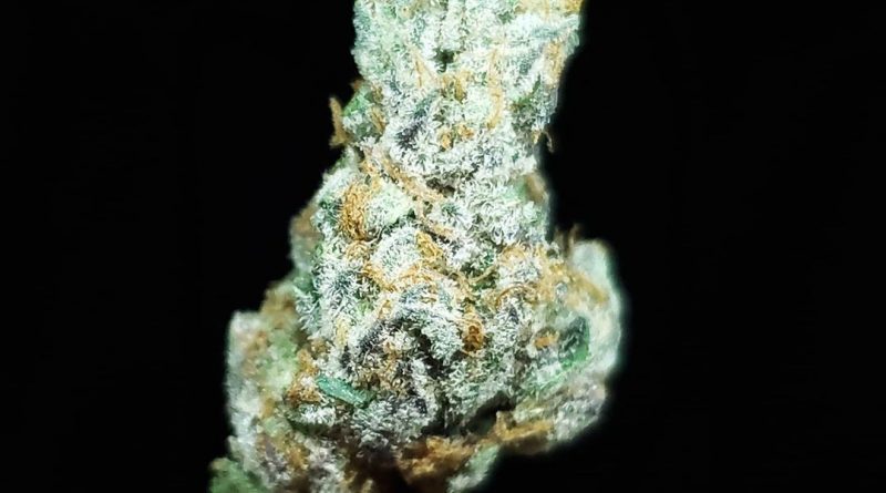 sour apple killer by jungle boys strain review by thefirescale 2