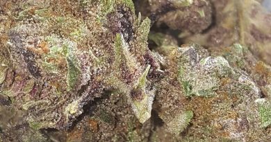 strawberry switchblade from trulieve strain review by strain_games 2