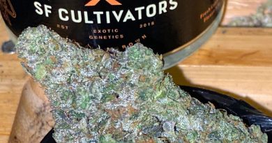 suncake by sf cultivators strain review by trunorcal420