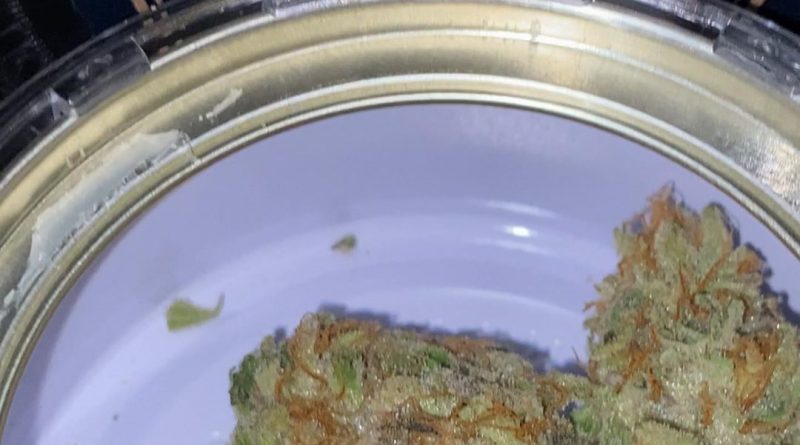 t.k.o. by west coast cure strain review by trunorcal420