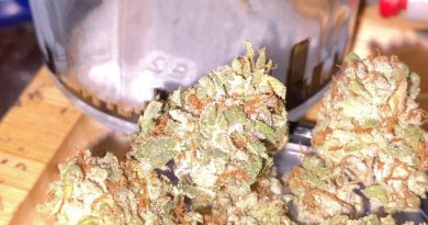 tri-fi by grizzly peak strain review by trunorcal420